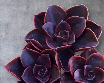 Echeveria Melaco Rooted Live Succulent Plant In 2", 4" Pot