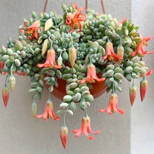 Cotyledon Pendens Cliff Hanger with root - 2-5th picture - example of what  you will receive / Rare