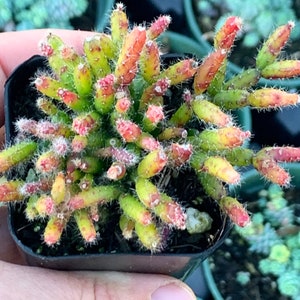 Hatiora salicornioides, Dancing Bones Cactus (Rhipsalis salicornioides) Succulent Plant in 2", 4" pot