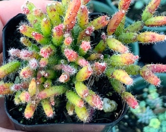 2" Hatiora salicornioides, Dancing Bones Cactus (Rhipsalis salicornioides) Succulent Plant 2" pot