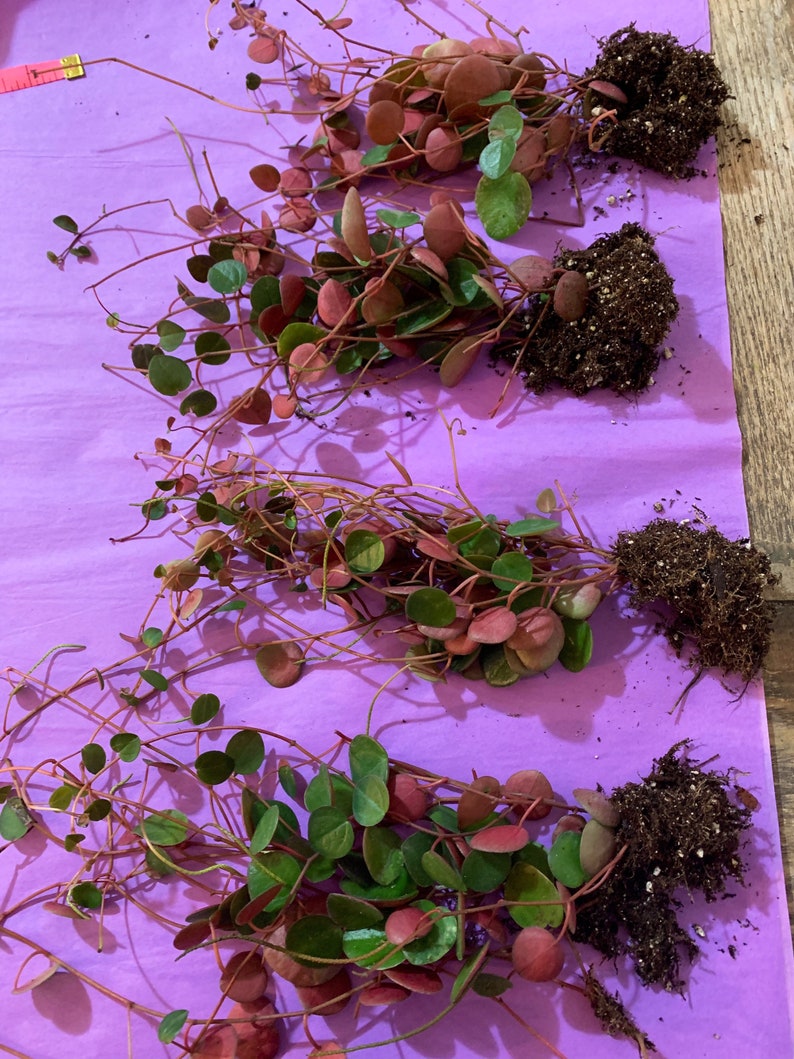 Peperomia Ruby Cascade Rooted plant 4-7 inch some strands ...
