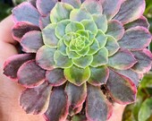 Aeonium Fiesta Succulent shown in a 4 pot