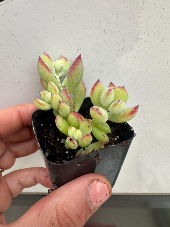 Cotyledon Pendens Cliff Hanger with root - 2-5th picture - example of what  you will receive / Rare