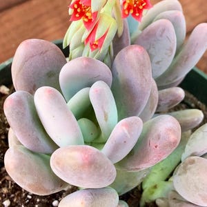 Chubby - Pachyphytum Oviferum - Moon Stones- Sugar Almond Succulent Plant Rooted Live Succulent Plant in 2”, 4”, 6” Pot