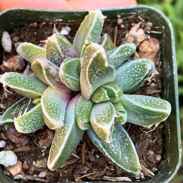 2” Faucaria Variegated Species succulent - 2in