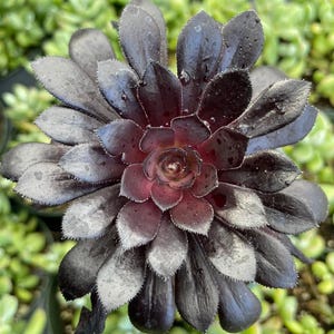 Aeonium Zwartkop Black Rose, Live Succulent in 2'', 4'', 6" pot