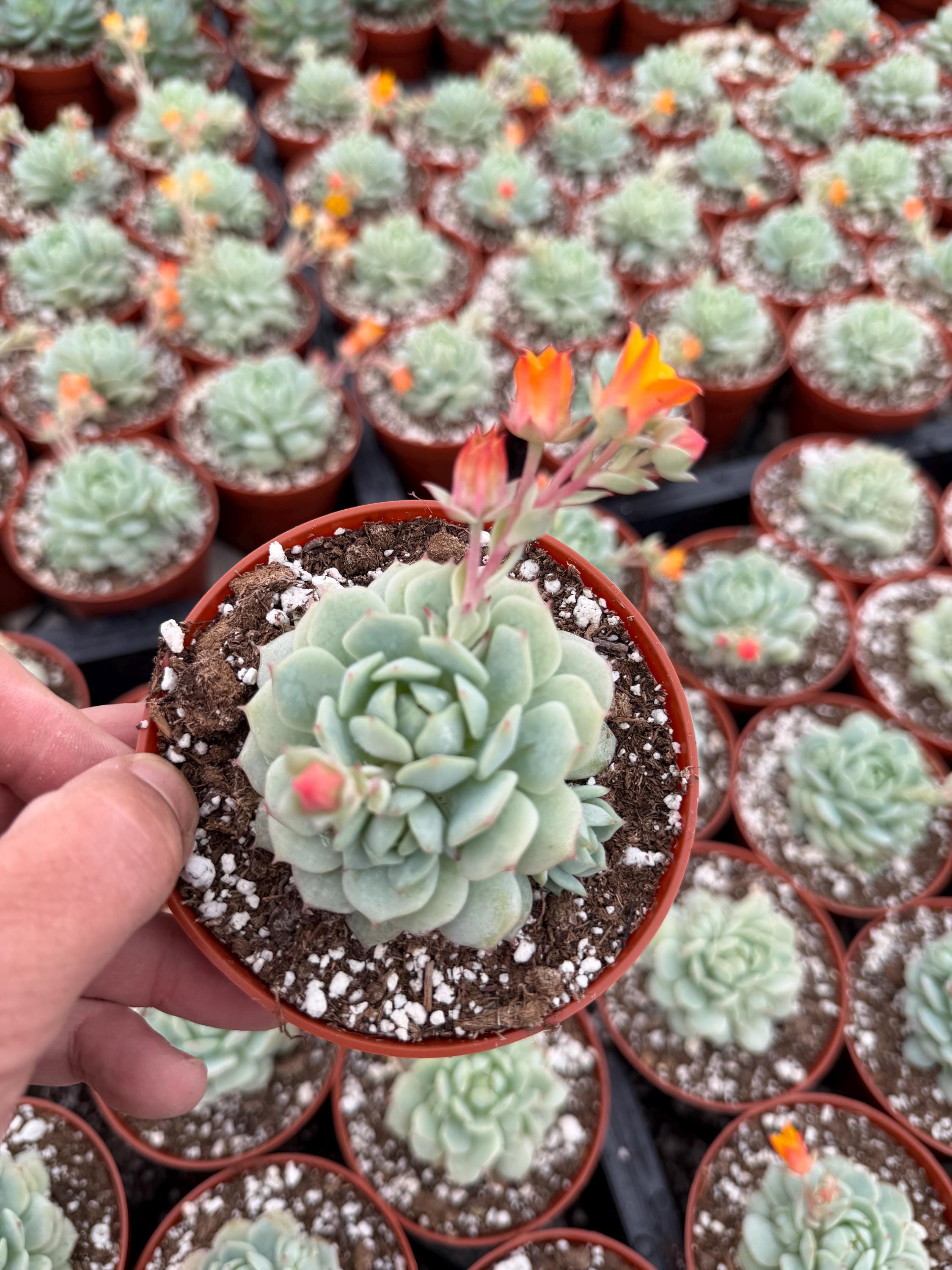 Echeveria Derenbergii 'painted Lady'' Rooted Live Succulent Plant