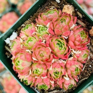 May include: A close-up of a small green pot filled with a cluster of succulent plants. The succulents have green leaves with red tips and are arranged in a rosette shape.