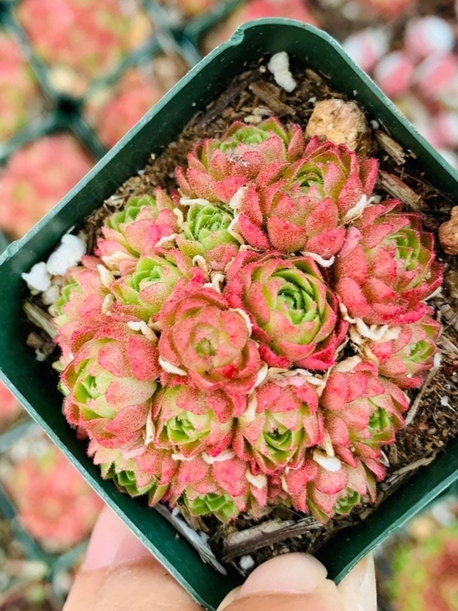 Cold Hardy/ Rosularia Succulent Plant With Offsets 2”, 4