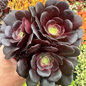 4” Aeonium Velour (one plant)