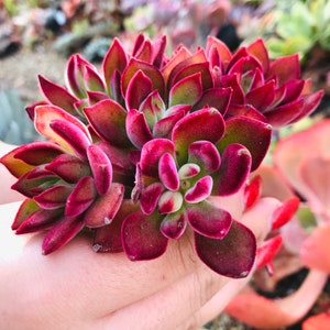 Echeveria Red Devotion Succulent Plant 5” pot - you will receive one similar to 2nd picture