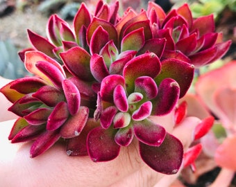 4" Echeveria Red Devotion Succulent Plant 4" pot - you will receive one similar to 2nd and 3rd Picture