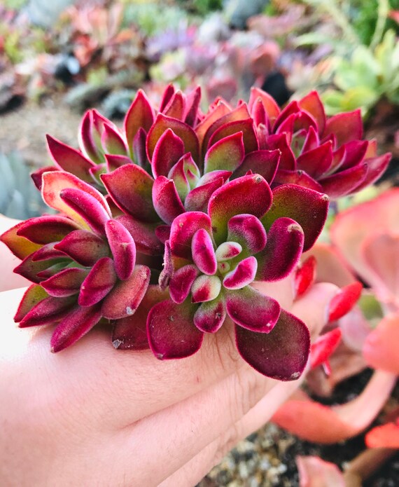 Echeveria Red Devotion Succulent Plant 5 Pot You Will Etsy Singapore