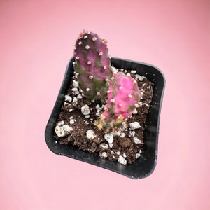 2" Opuntia Maverick Variegata Indoor \ Outdoor Cactus Plant Succulents Rooted 2" pot