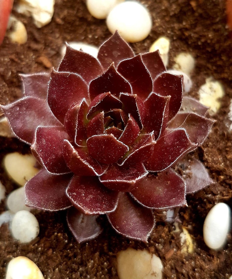 s 4\u201d pot .fl Cold Hardy Sempervivum Chocolate Kiss with offset