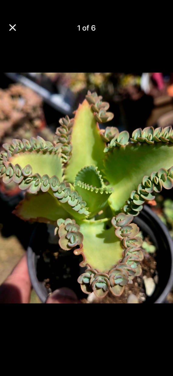 Kalanchoe Variegated Kalanchoe Daigremontiana  Rare 'Mexican Hat Plant'  Succulent  Unique 2-Pack Mother Of Thousands Succulent