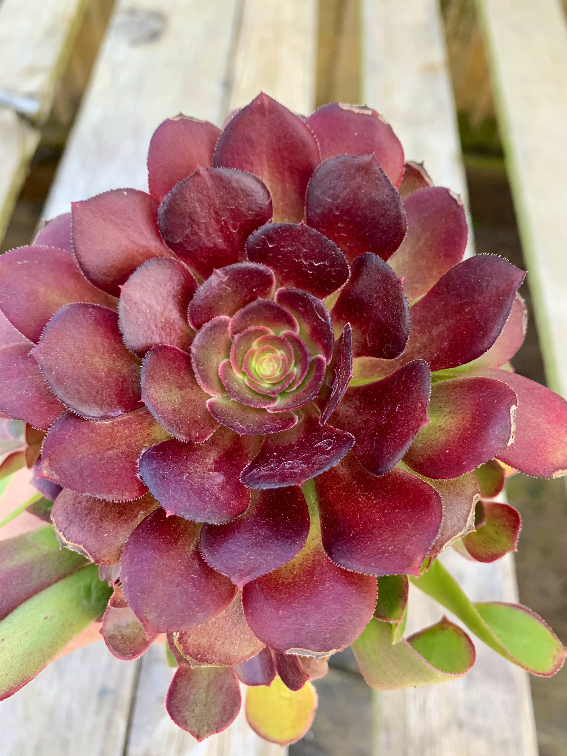 Aeonium Garnet pictured with pups 6 pot with offsets | Etsy