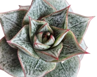 Echeveria Purpusorum Rooted Live Succulent Plant In 2” pot