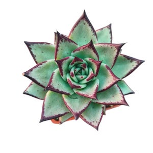 6&quot; Rare Echeveria Ebony Succulent