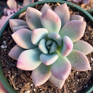 4&quot; Graptoveria Opalina Succulent Plant 4&quot; pot