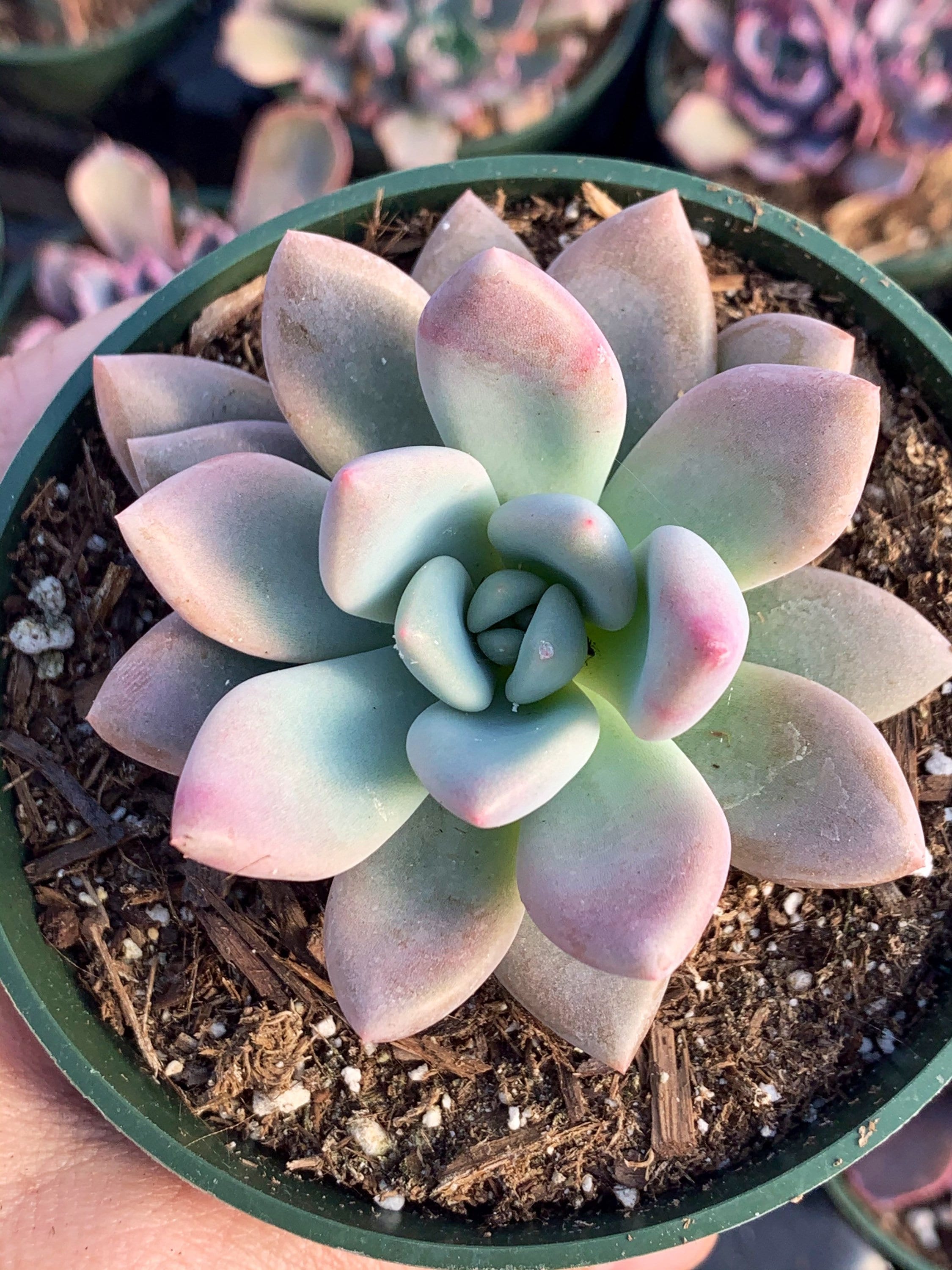 round succulent plant Flapjacks Succulent Plant: Colorful Paddle Succulent with Large Leaves -  Kalanchoe Luciae - (3.5