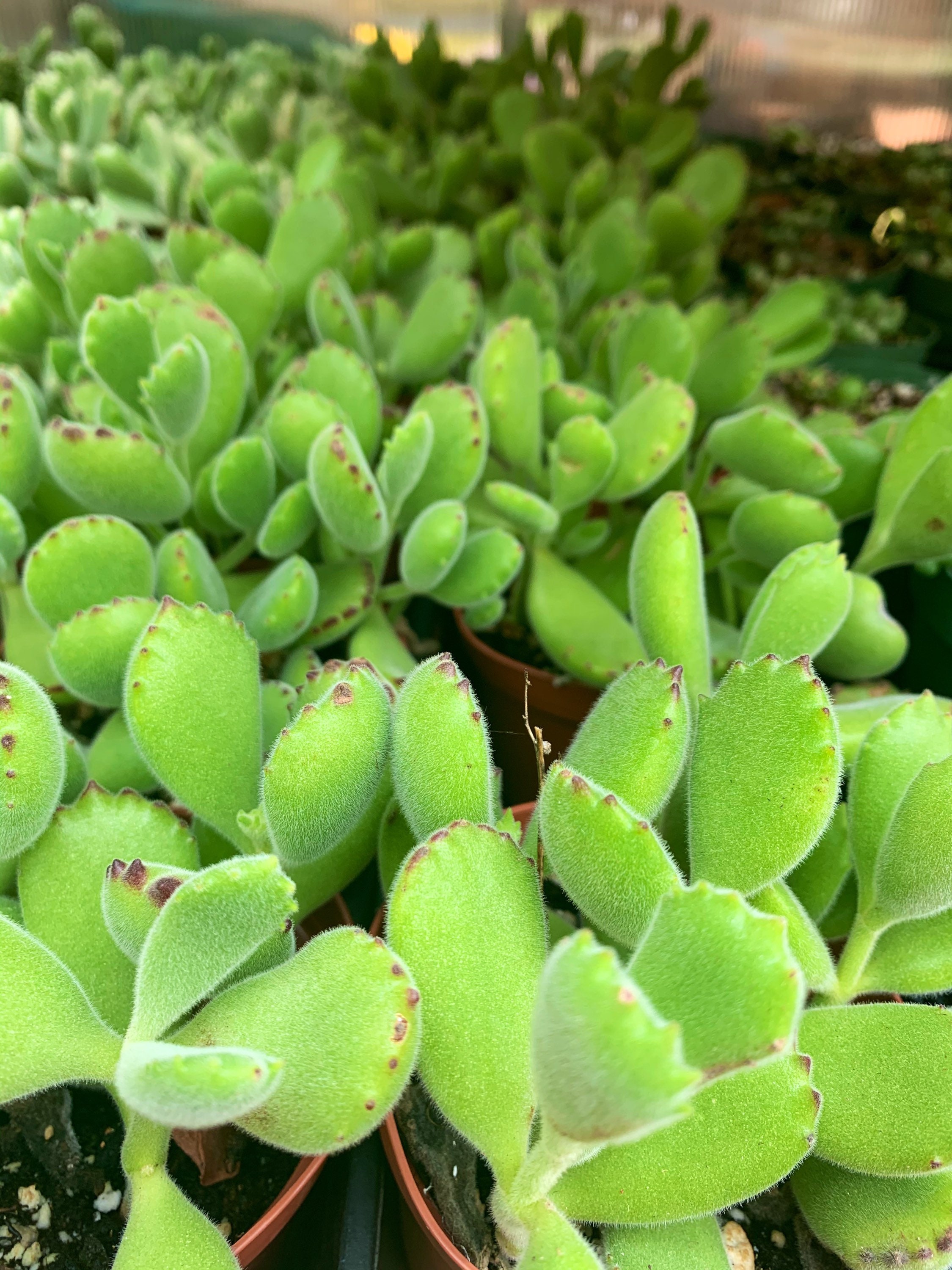 Cotyledon Ssp. Bears Paw Succulent | Etsy