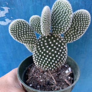 White Bunny Ears’ Opuntia Microdaysis Cactus Rooted Live Succulent Plant In 2”, 4" Pot