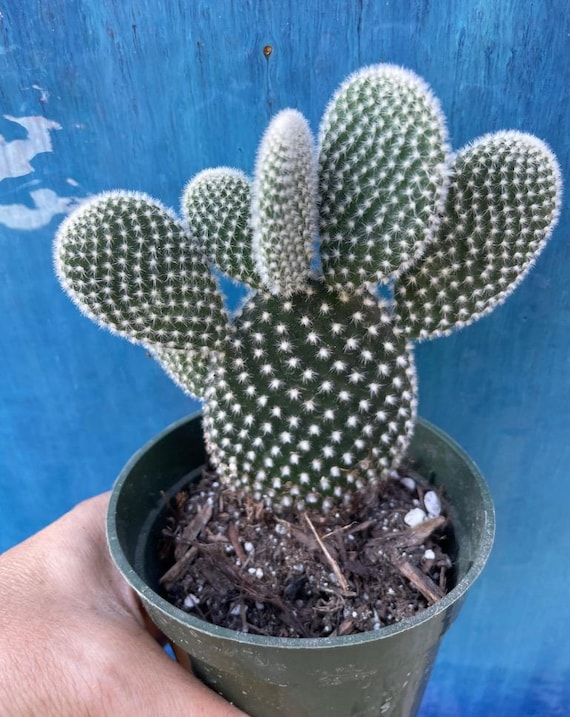 White Bunny Ears' Opuntia Microdaysis Cactus Rooted Live Succulent