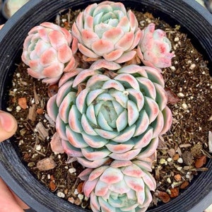 6” Echeveria Elegans/Raspberry Ice Cluster Succulent Plant Gallon pot with 1-3 offsets