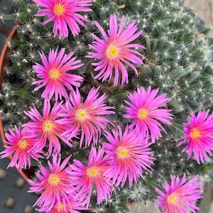 Desert Rose Succulent Trichodiadema Densum Cactus Rooted Live Succulent Plant In 2” & 4" Pot