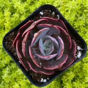2&quot; Rare Echeveria Museli/ Rare Korean Succulent Live Plant