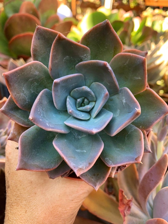 Echeveria 'blue Prince', Blue-green Succulent, Rosette Houseplant