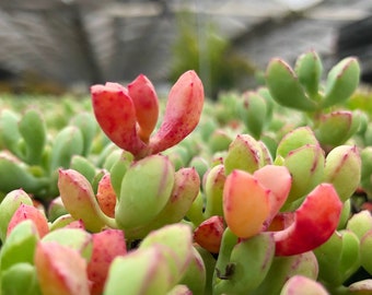 4” Oscularia deltoides Succulent Plant 4” pot