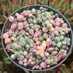 May include: A close-up of a String of Pearls succulent plant in a green pot. The plant features small, round, pearl-like leaves in shades of green, pink, and cream. The background shows other succulents with red-edged leaves.
