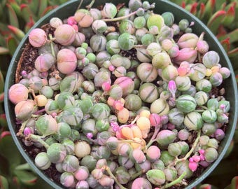 Variegated String of Pearls, VSOP, Green & Cream Beads, Rare Trailing Rooted Live Succulent Plant In 2”, 4", 6" Pot