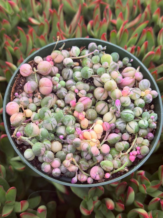 Variegated String of Pearls, VSOP, Green & Cream Beads, Rare Trailing Rooted Live Succulent Plant In 2”, 4", 6" Pot