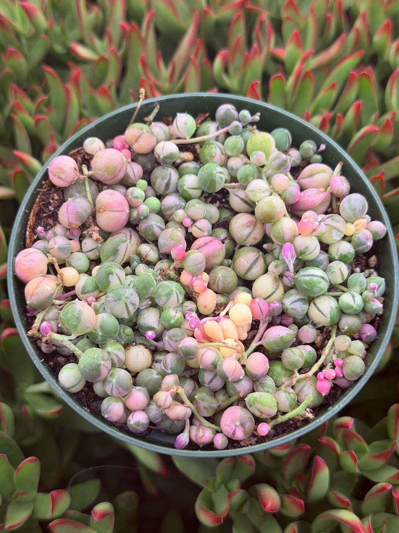 May include: A close-up of a String of Pearls succulent plant in a green pot. The plant features small, round, pearl-like leaves in shades of green, pink, and cream. The background shows other succulents with red-edged leaves.