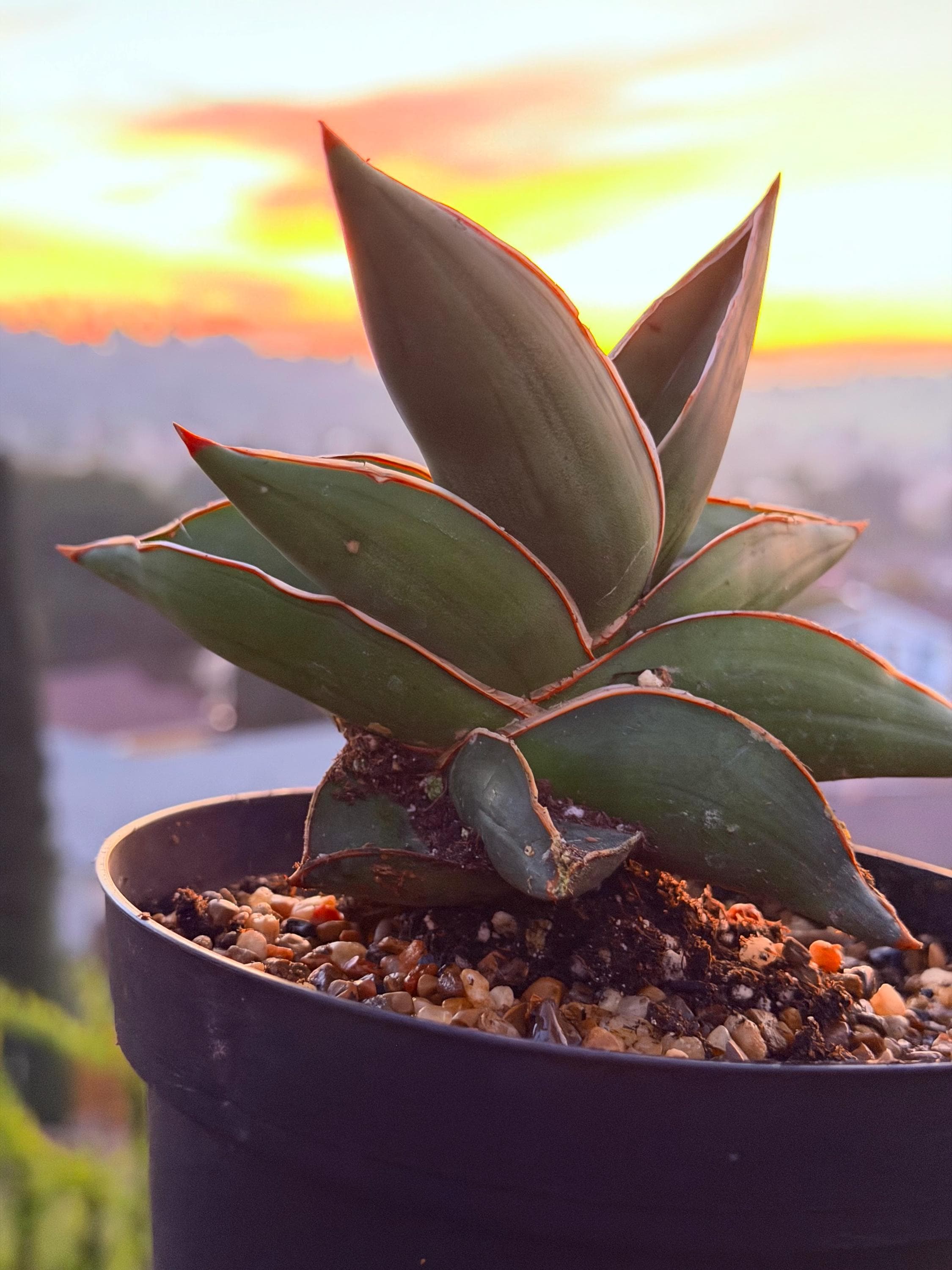 Samurai Snake Plant, Dracaena Hanningtonii, Dwarf Sansevieria, Rare  Succulent in 6" Pot - Etsy Israel