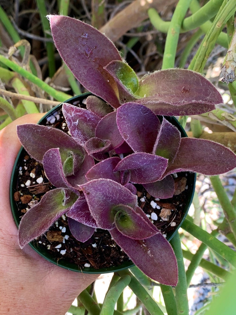 Tradescantia pallida Purple Secretia Purple Heart Purple