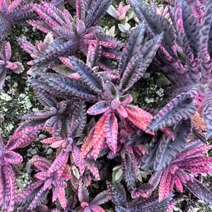 Kalanchoe Pink Butterfly, rare succulent, variegated succulent, live rooted plant in 2", 4" and 6" pot afbeelding 11