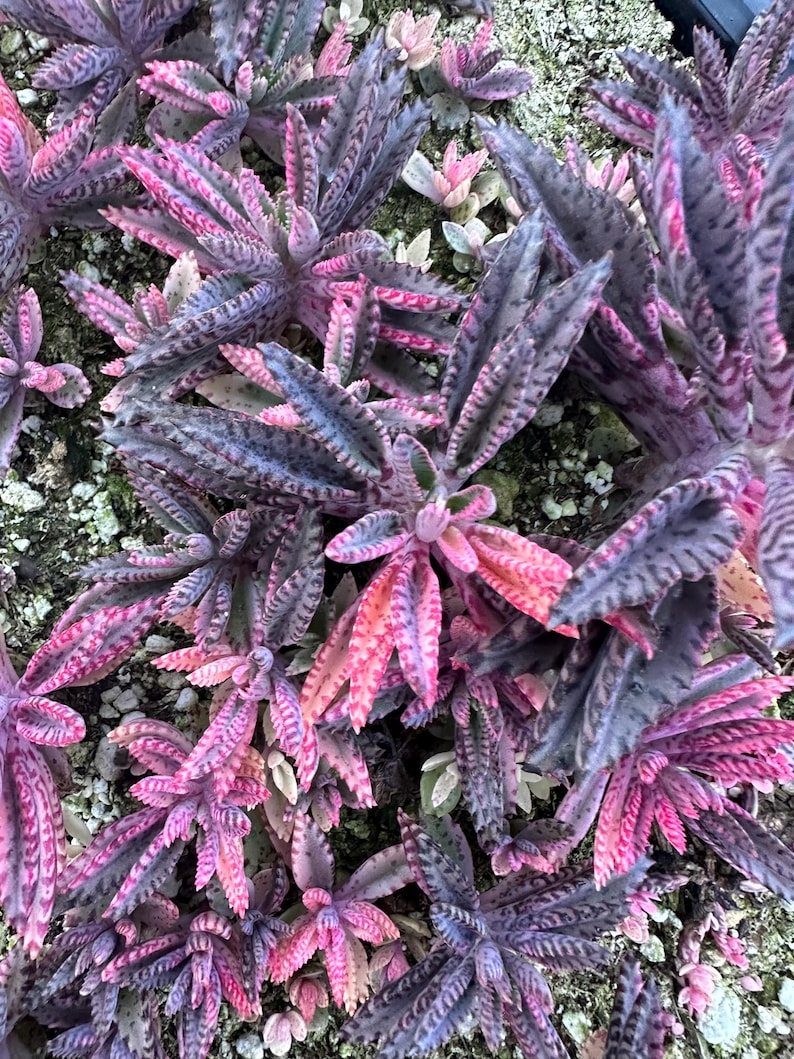 Kalanchoe Pink Butterfly, rare succulent, variegated succulent, live rooted plant in 2", 4" and 6" pot afbeelding 11