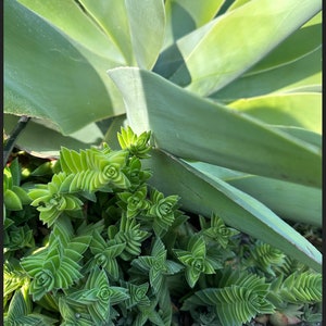 2 Crassula Capitella Subsp. thrysiflora Red Pagoda Succulent Plant see 2nd and 3rd pic image 8