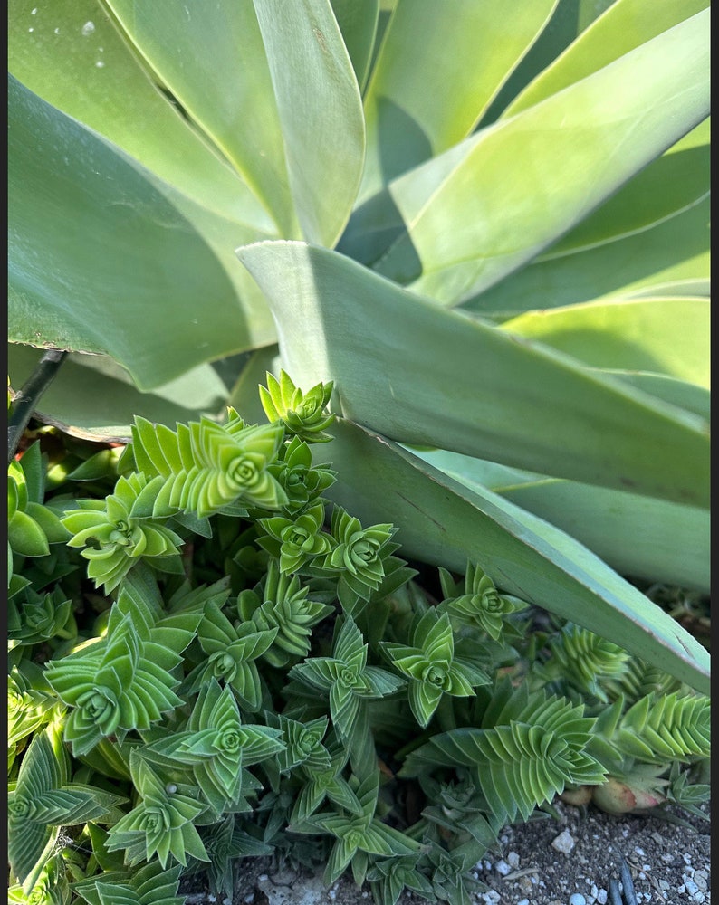 2 Crassula Capitella Subsp. thrysiflora Red Pagoda Succulent Plant see 2nd and 3rd pic image 8