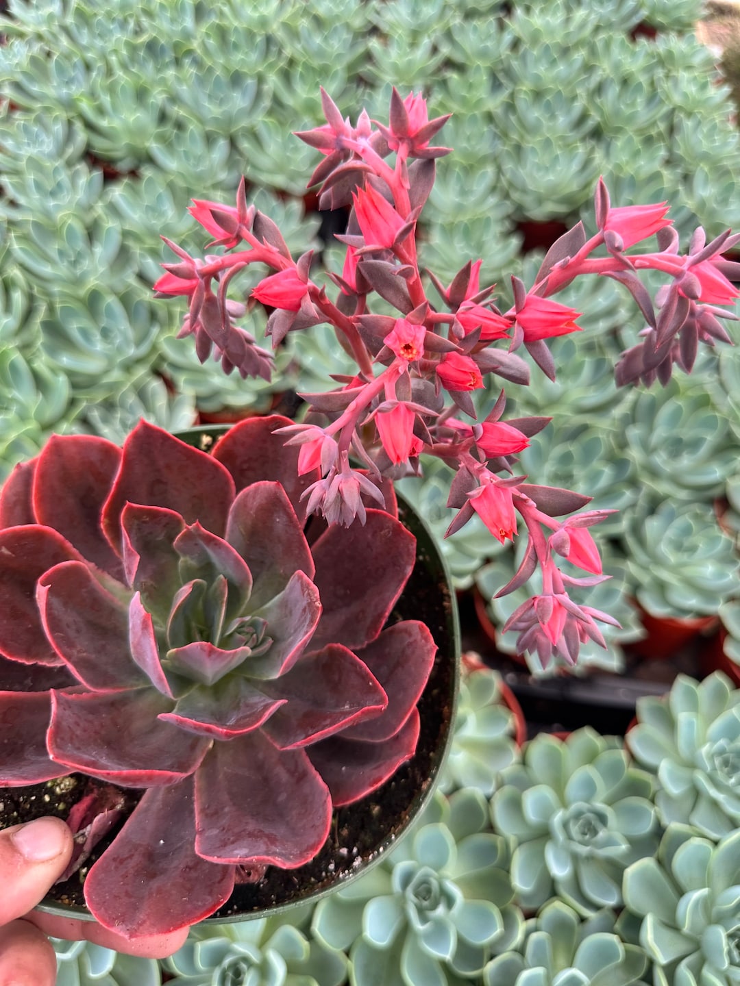 Jungle Fatigue ファティーグ OVY KAJA echeveria Amazon.com : QAUZUY GARDEN 20 Mixed Echeveria (Hen-and-Chicks