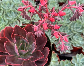 il_340x270.6059377107_j7a2.jpg