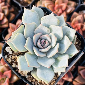 2” Echeveria Blue Bird Succulent Plant