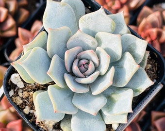 2” Echeveria Blue Bird Succulent Plant