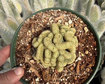 Mammillaria Elongata Cristata Brain Cactus succulent plant 6" pot
