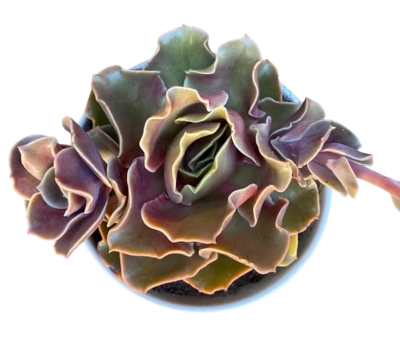 SucculentCreationz Echeveria Succulent - Thumbnail 4