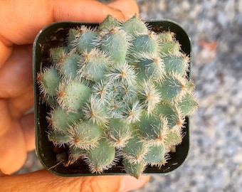 2" Fuzzy Echeveria Setosa Diminuta Succulent Plant 2” pot